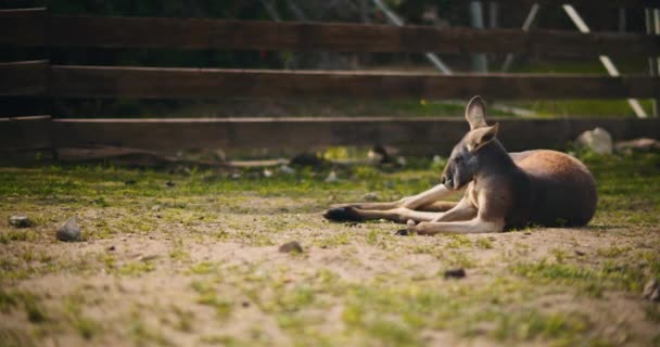 Felnőtt Vörös Kenguru Fekszik Füvön Pihenni Egy Napsütéses Napon Egy — Stock videók