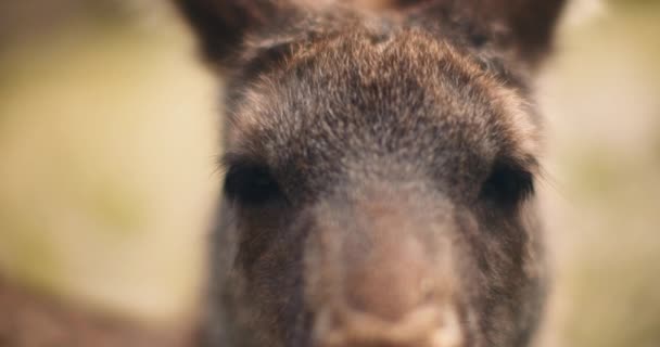 Gros Plan Kangourou Gris Oriental Regardant Vers Caméra Faible Profondeur — Video