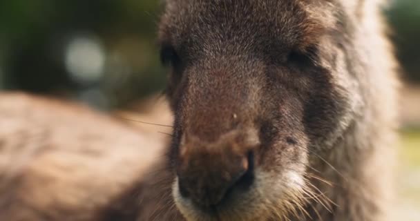 Close Eastern Grey Kangaroo Shallow Depth Field Bmpcc — Stock Video