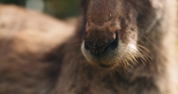 Close Van Neus Van Een Oosterse Grijze Kangoeroe Ondiepe Scherptediepte — Stockvideo