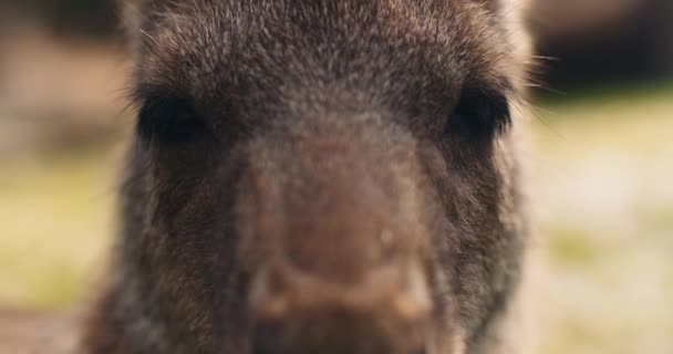 Primo Piano Canguro Grigio Orientale Che Guarda Macchina Fotografica Profondità — Video Stock