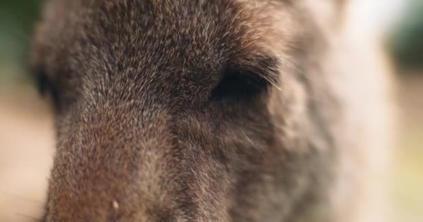 Close Van Een Oostelijke Grijze Kangoeroe Ondiepe Scherptediepte Bmpcc — Stockvideo