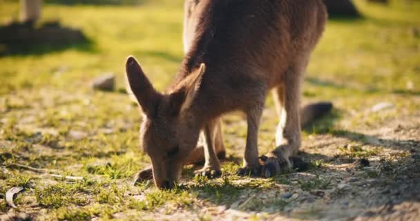 Kleine Oosterse Grijze Kangoeroe Die Gras Van Grond Eet Slow — Stockvideo