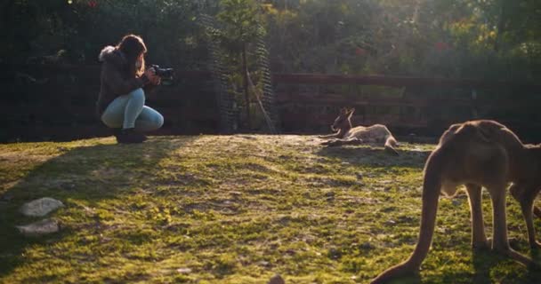 農場でカンガルーの写真を撮る若い女性観光客 赤い太陽のフレア スローモーション Bmpcc — ストック動画