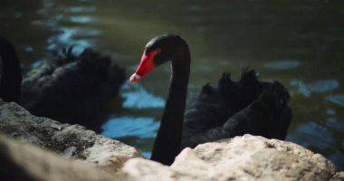 Güneşli bir günde gölün kenarında siyah bir kuğu. Yaklaş, yavaş hareket et, Shallow Dof. Huzurlu bir su kaynağı. B-roll, BMPCC 4K