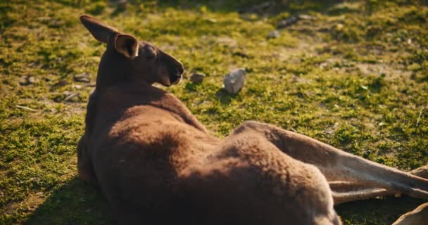 Volwassen Rode Kangoeroe Liggend Het Gras Bij Zonsondergang Van Dichtbij — Stockvideo