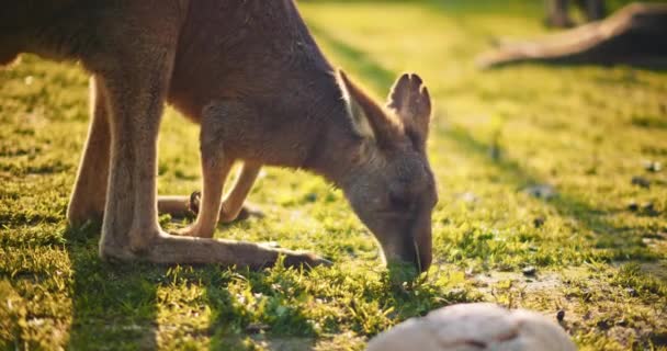 Nahaufnahme Eines Östlichen Grauen Kängurus Bei Sonnenuntergang Das Gras Frisst — Stockvideo