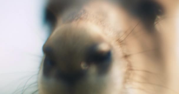 Nahaufnahme Eines Östlichen Grauen Kängurus Geringe Schärfentiefe Bmpcc — Stockvideo