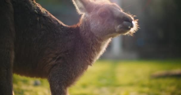 Close Van Een Oosterse Grijze Kangoeroe Bij Zonsondergang Gras Etend — Stockvideo