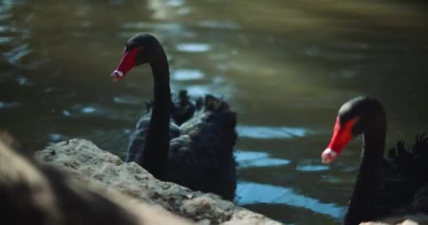 晴れた日に湖の端で2人の大人の黒い白鳥 スローモーション シャロー 穏やかな水の背景 Roll Bmpcc — ストック動画