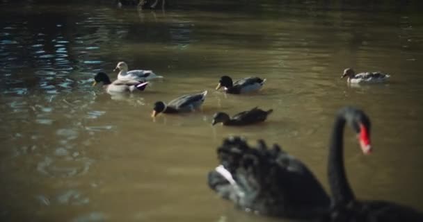 Groep Eenden Zwemmen Het Meer Een Zonnige Dag Vertraag Bewegen — Stockvideo