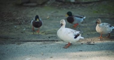 Güneşli bir günde bir grup ördek yerde yürüyor. Yaklaş, yavaş hareket et, Shallow Dof. B-roll, BMPCC 4K