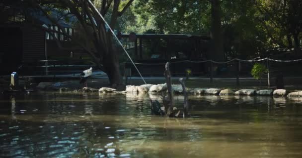 阳光明媚的日子里 斯托克站在养鸡场湖边 缓慢的运动 和平的水背景 Bmpcc — 图库视频影像