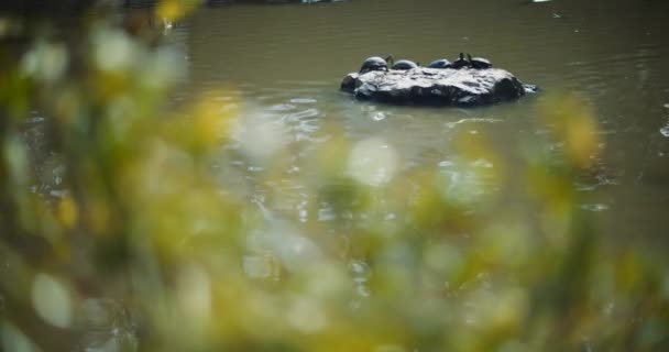 Group Turtles Sitting Rock Middle Lake Warming Sunny Day Slow — Stock Video