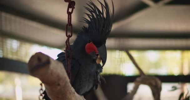 Κοντινό Πλάνο Του Ένα Όμορφο Μαύρο Palm Cockatoo Probosciger Atermus — Αρχείο Βίντεο