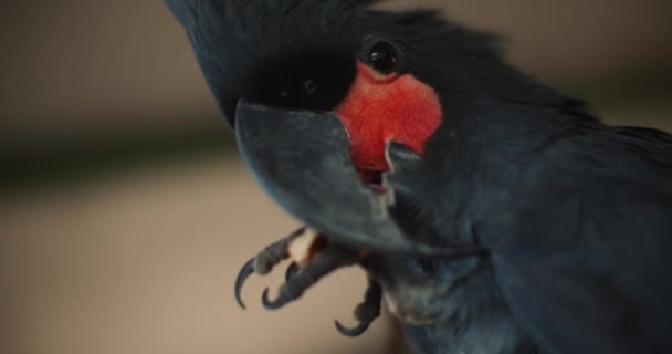 Close Beautiful Black Palm Cockatoo Probosciger Aterrimus Eating Peanut Also — Stock Video