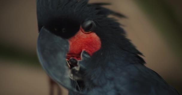 Närbild Vacker Svart Palm Cockatoo Probosciger Aterrimus Sin Tunga Även — Stockvideo