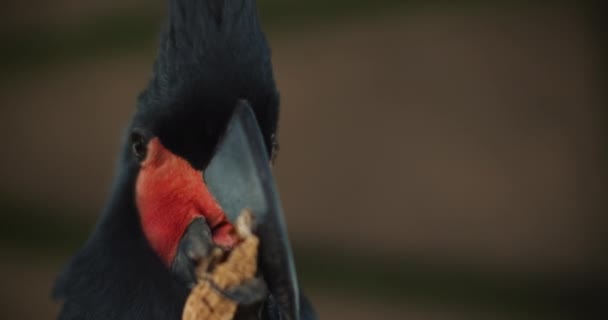 Großaufnahme Eines Schönen Schwarzen Palmenkakadus Probosciger Aterrimus Der Erdnüsse Isst — Stockvideo