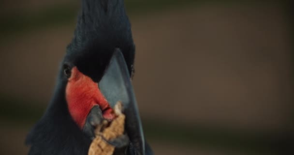 靠近一只美丽的黑棕榈鹦鹉 Probosciger Adogs Mus 吃花生 也被称为Goliath Cockatoo或Great Black Cockatoo Bmpcc — 图库视频影像