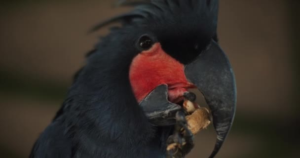 Zbliżenie Piękna Czarna Palma Kakadu Probosciger Aterrimus Jedzenie Orzeszków Ziemnych — Wideo stockowe