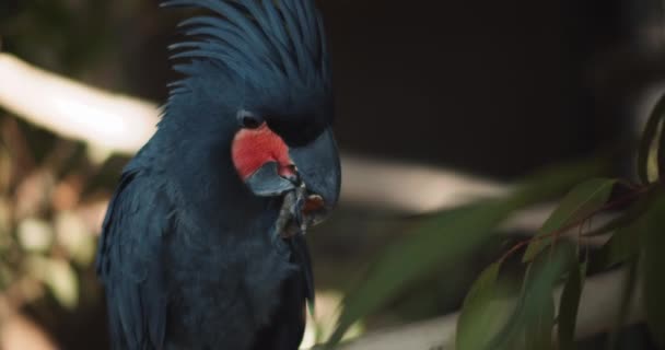 Згорніть Красивий Чорний Пальмовий Кокаду Probosciger Atermus Поїдаючи Мигдалю Також — стокове відео