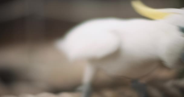Zbliżenie Kakadu Siarką Przesuwającego Się Boku Bok Płytka Głębokość Pola — Wideo stockowe
