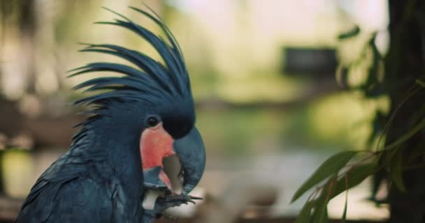 Närbild Vacker Svart Palm Cockatoo Probosciger Aterrimus Äta Mandel Även — Stockvideo