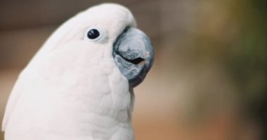 Beyaz Kakadu 'nun (Cacatua Alba) yakınından dilini çıkararak, yüzeysel bir alan derinliği oluşturur. Bmpcc 4k