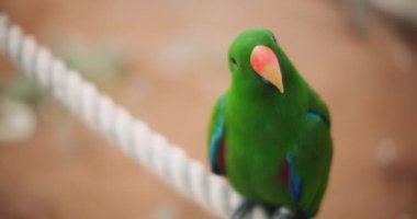 Bir ipin üzerinde oturan Eclectus papağanı (Eclectus roratus). Bu güzel tropikal kuşun zümrüt yeşili tüyleri ve turuncu gagası var. Bmpcc 4k