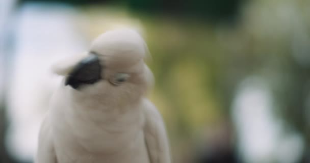 Nahaufnahme Eines Schwefelhaubenkakadus Geringe Schärfentiefe Bmpcc — Stockvideo