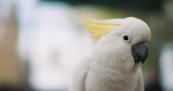 Close Cacatua Crista Enxofre Profundidade Campo Rasa Bmpcc — Vídeo de Stock