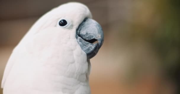 白いコカトゥー Cacatua Alba の舌を取り出し 浅いフィールドの深さを閉じます Bmpcc — ストック動画