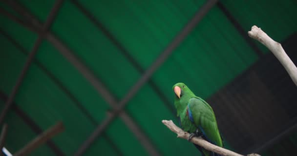 ブランチに座っているEclus Parrot Elecus Roratus この美しい熱帯の鳥はエメラルドグリーンの羽毛とオレンジのくちばしを持っています Bmpcc — ストック動画