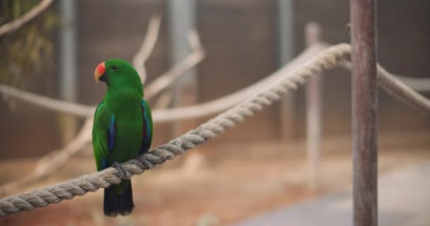 Eclectus Parrot Eclectus Roratus Сидит Веревке Красивая Тропическая Птица Имеет — стоковое видео