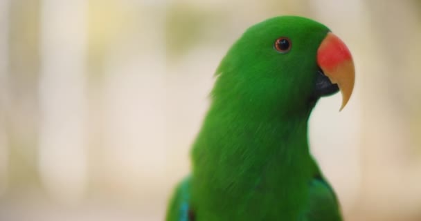 靠近Eclectus鹦鹉 Eclectus Roratus 地底浅 这只美丽的热带鸟有翡翠绿色羽毛和橙色喙 Bmpcc — 图库视频影像