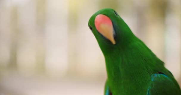 Primer Plano Del Loro Eclectus Eclectus Roratus Profundidad Campo Poco — Vídeo de stock