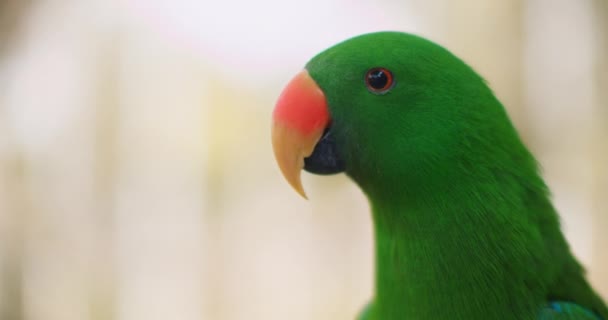 Gros plan du perroquet d'Eclectus (Eclectus roratus), faible profondeur de champ. Ce bel oiseau tropical a un plumage vert émeraude et un bec orange. BMPCC 4K 