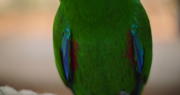 Eclectus Papağanının Yeşil Tüyüne Yakın Sığ Alan Derinliği Bmpcc — Stok video