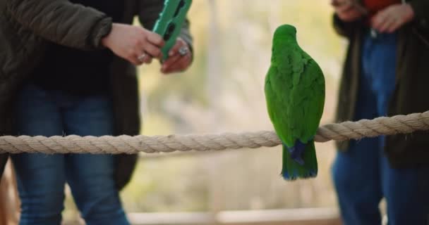 Sekelompok Orang Mengambil Gambar Dari Burung Beo Eclectus Kebun Binatang — Stok Video