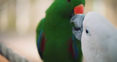 Eclectus papağanı ve beyaz papağanın yakın mesafeden birbirlerini beslerler. Bmpcc 4k