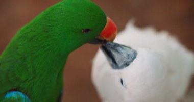 Eclectus papağanı ve beyaz papağanın yakın mesafeden birbirlerini beslerler. Bmpcc 4k