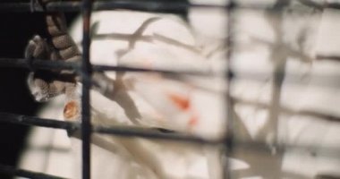 Güneşli bir günde hayvanat bahçesi kafesinde Little Corella 'nın (kakadu) kapanışını. Bmpcc 4k