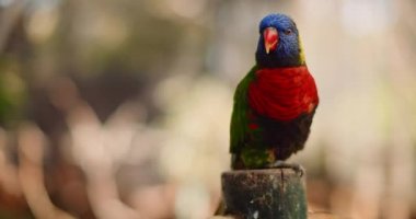 Gökkuşağı lorikeet papağanı ahşap bir sütunun üzerinde oturuyor. Doğal yaşam alanı Avustralya 'nın yağmur ormanları, kıyı çalıları ve ormanlık alanlarıdır. Bmpcc 4k