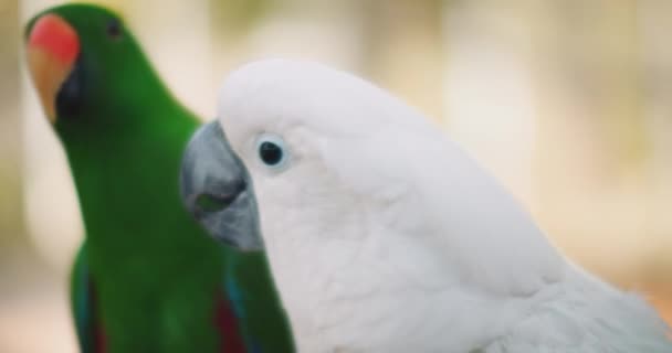 Eclectus Papağanı Beyaz Papağanın Yakın Çekim Alanı Sığ Bmpcc — Stok video