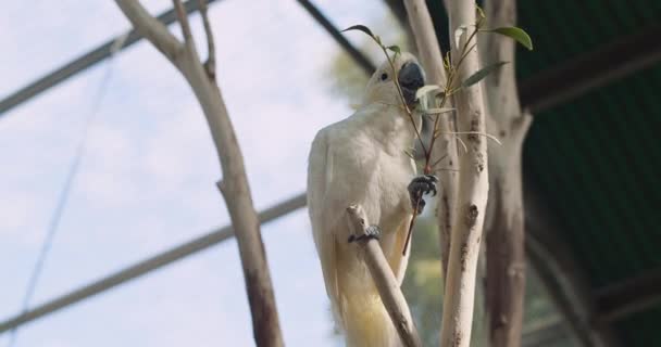 Sulphur Crested Cockatoo Eating Leaves While Sitting Branch Bmpcc — Stock Video