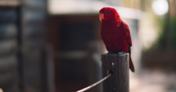 Tahta Bir Sütunda Oturan Kırmızı Papağan Eos Bornea Psittaculidae Familyasından — Stok video