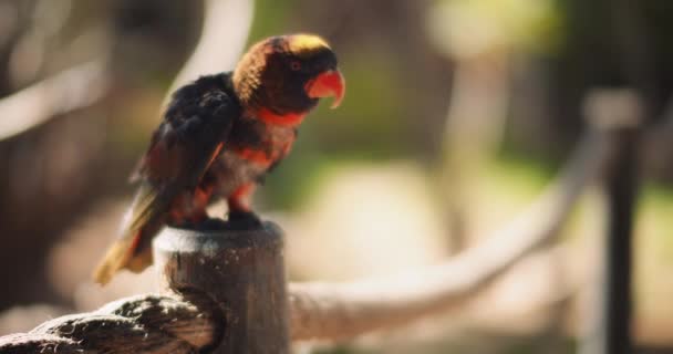 Close Papagaio Lory Dusky Sentado Uma Coluna Madeira Profundidade Rasa — Vídeo de Stock