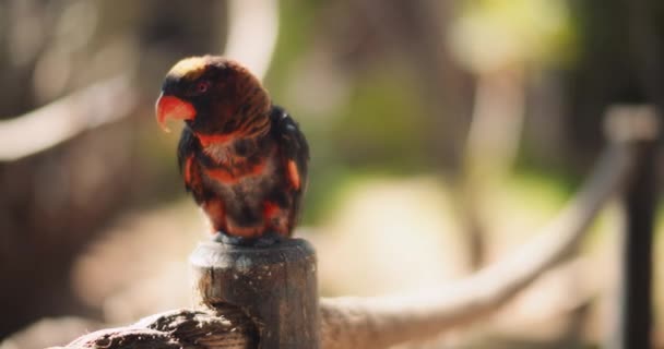 Großaufnahme Von Dusky Lory Papagei Sitzt Auf Einer Holzsäule Flache — Stockvideo