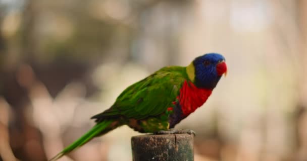 Feche Papagaio Índio Que Voa Para Longe Seu Habitat Floresta — Vídeo de Stock