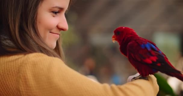 Κόκκινος Παπαγάλος Κάθεται Στο Χέρι Μιας Νεαρής Γυναίκας Ενώ Χαμογελάει — Αρχείο Βίντεο
